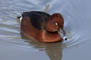 Białooki czarny: styl życia krnąbrnej kaczki Białooki czarny: styl życia krnąbrnej kaczki